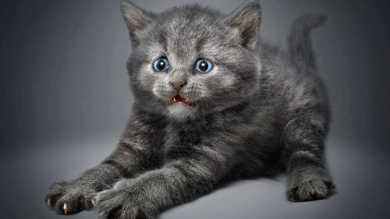 Vídeo mostra animais se assustando sem motivo e encanta a internet