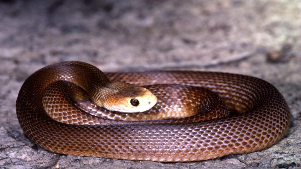 Essas são as maiores, mais venenosas e mais perigosas cobras do mundo