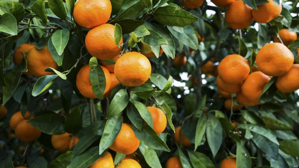 Ferver cascas de tangerina com canela em casa. Para que serve e por que é recomendado