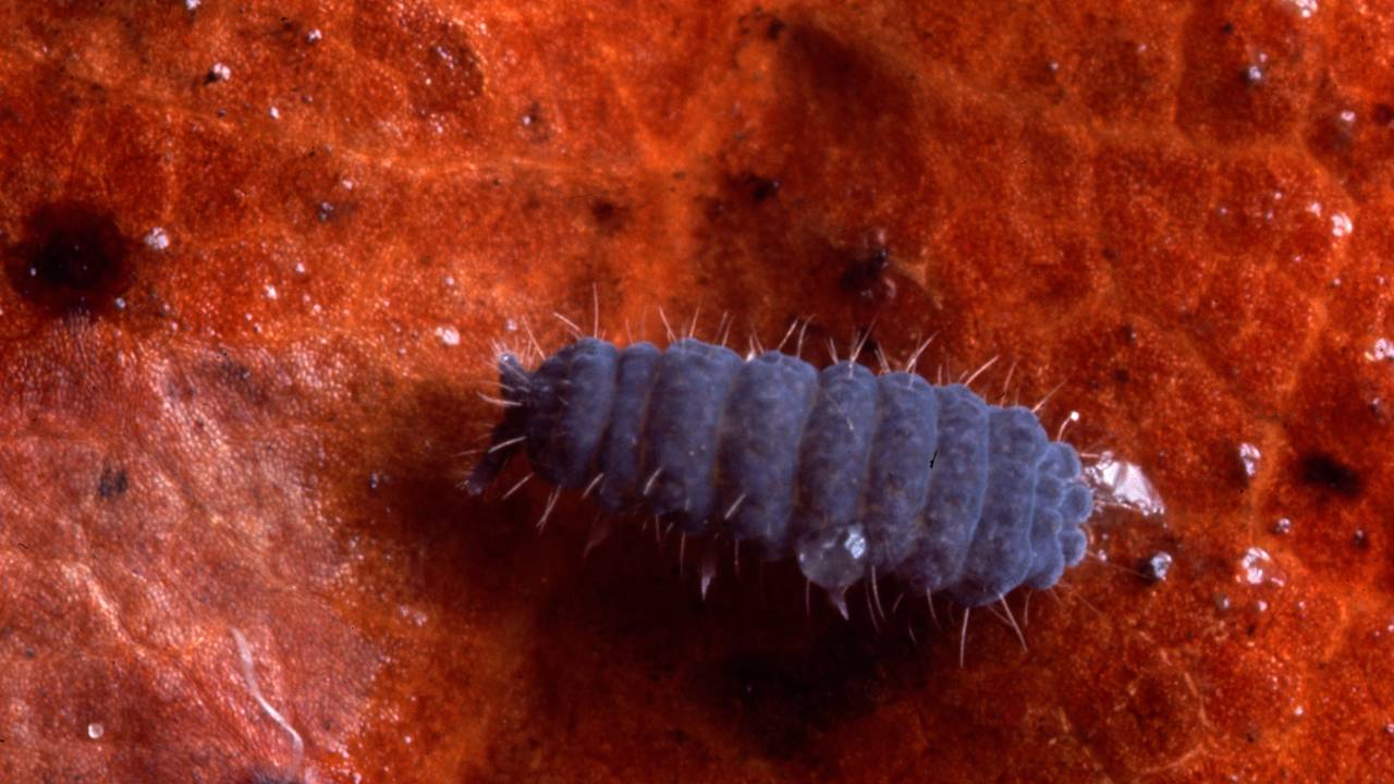 Resiste ao calor extremo, congelamento e até ao vazio do espaço: essa criatura é a mais resistente do universo