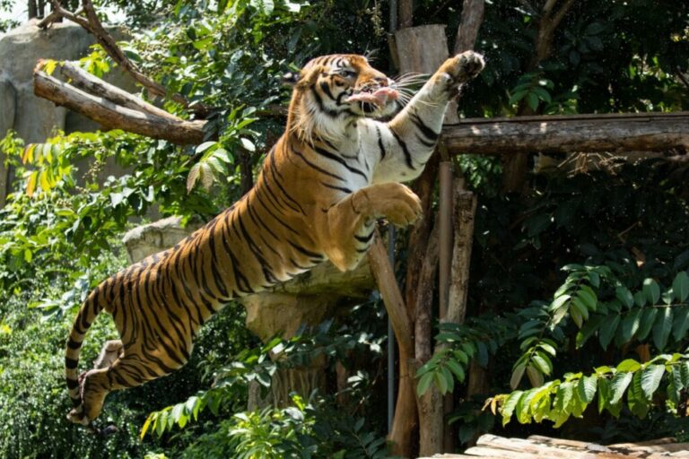 Maiores felinos do mundo: 8 curiosidades sobre os tigres
