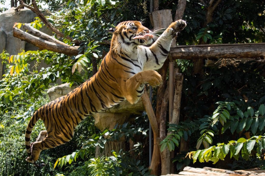 Maiores felinos do mundo: 8 curiosidades sobre os tigres