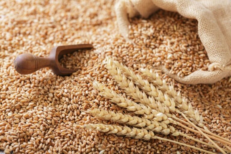 5 curiosidades sobre o trigo e formas saudáveis de consumi-lo