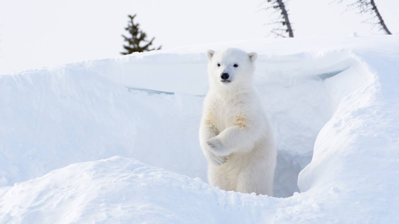 1º aniversário de Nur, o primeiro filhote de urso-polar nascido na América Latina