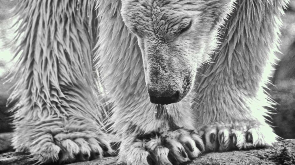 Urso polar fica cara a cara com cinegrafista da BBC