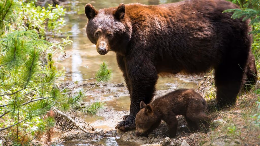 Idosa é atacada por urso no meio da rua e gera alerta