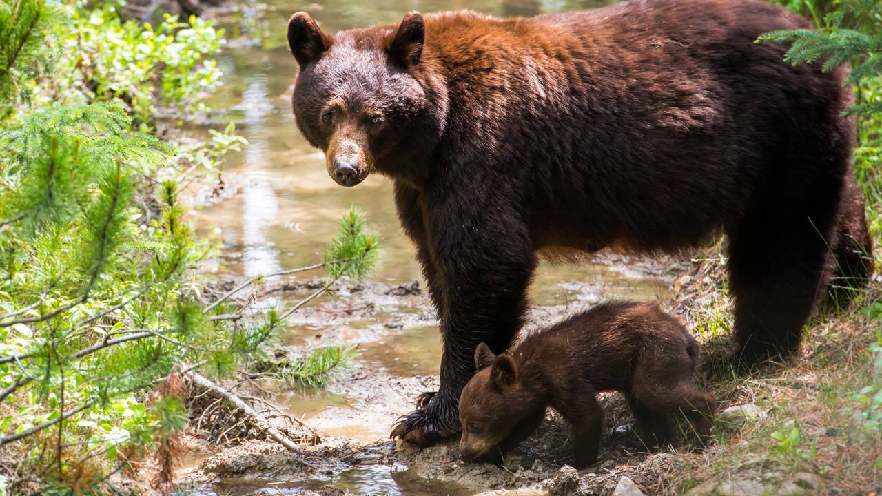 Idosa é atacada por uso no meio da rua e gera alerta