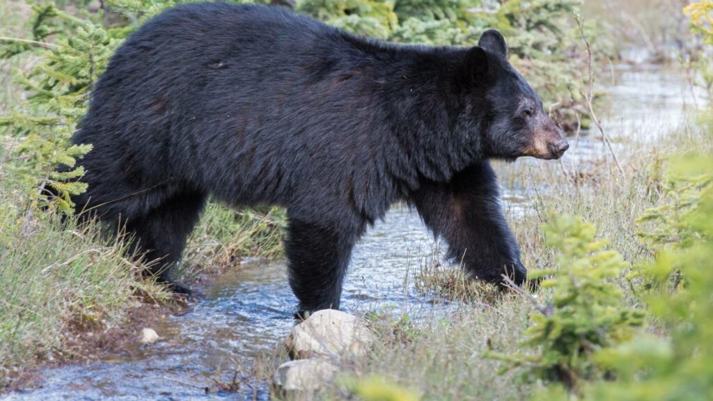Ela só queria entrar no carro, mas deu de cara com um urso