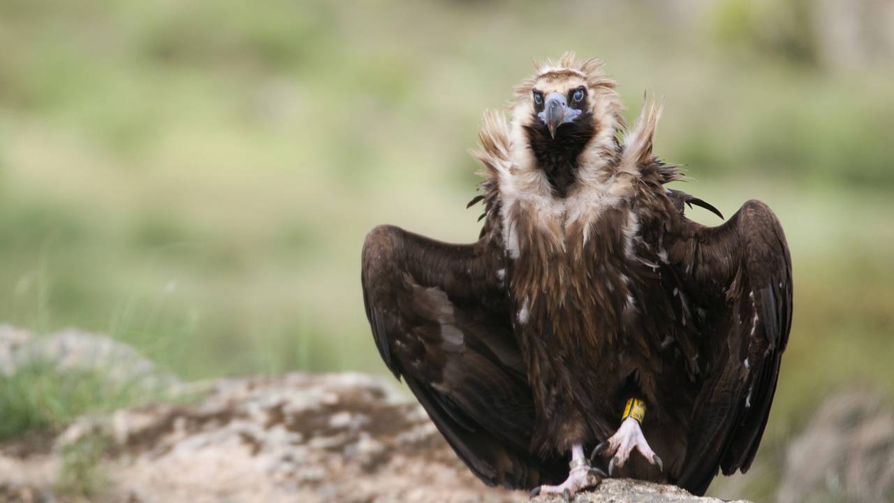 A caminhada desse abutre gigante vai ficar na sua cabeça por dias