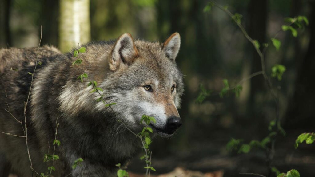 Lobo solitário cruza fronteira e cena viral emociona o mundo todo