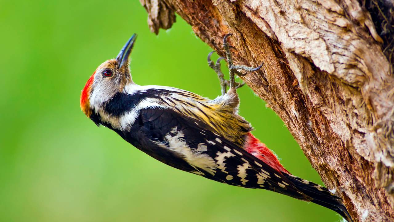O segredo incrível que os pica-paus usam para perfurar madeira foi finalmente revelado