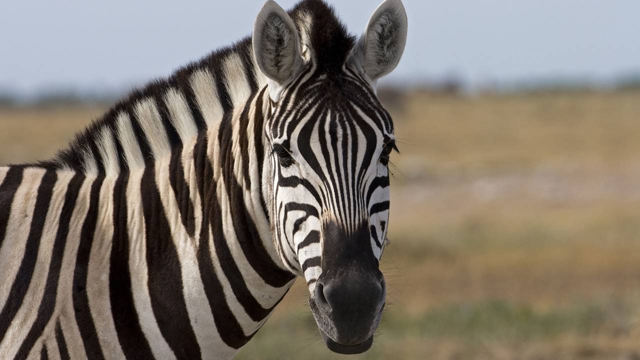 Você sabe por que as zebras são pretas e brancas?