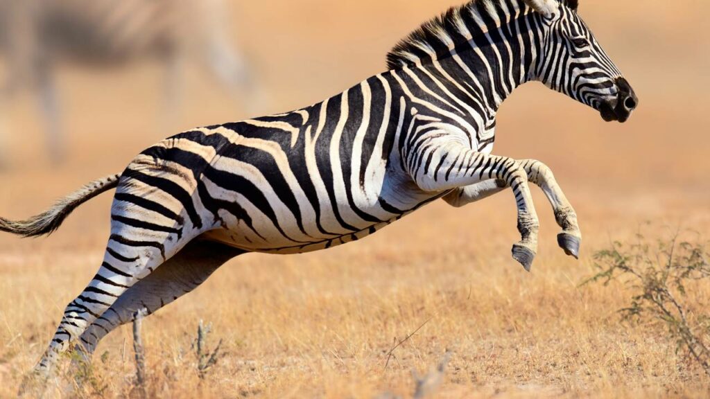 Você sabe por que as zebras são pretas e brancas?