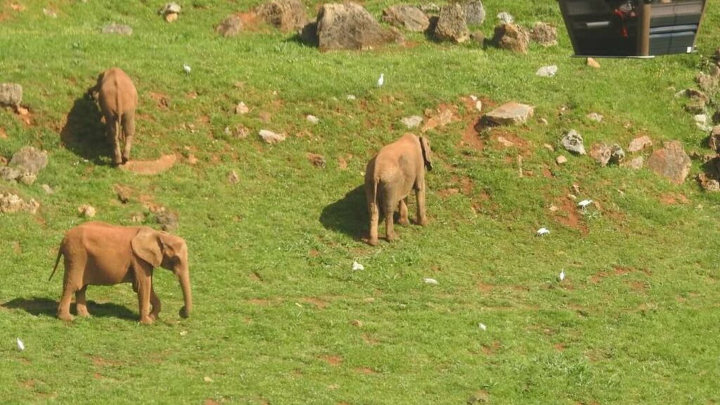 Elefante é morto em combate pelo próprio filho em Cabárceno