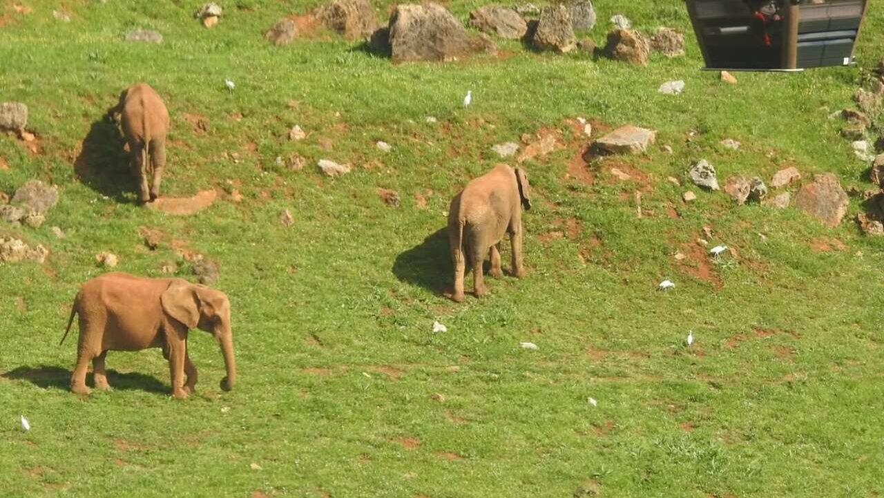 Elefante é morto em combate pelo próprio filho em Cabárceno