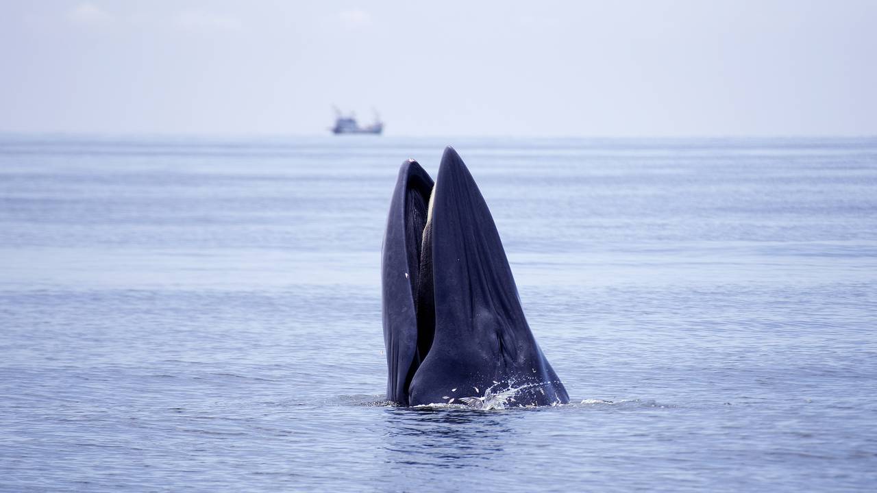 Resgate tenso salva baleia-de-Bryde encalhada no litoral do Rio e emociona o Brasil