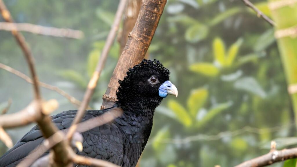 Ave raríssima volta a aparecer na natureza sul-americana após perder quase todo seu habitat