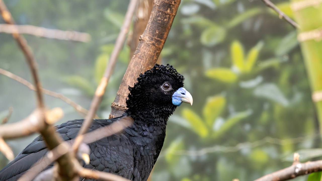 Ave raríssima volta a aparecer na natureza sul-americana após perder quase todo seu habitat