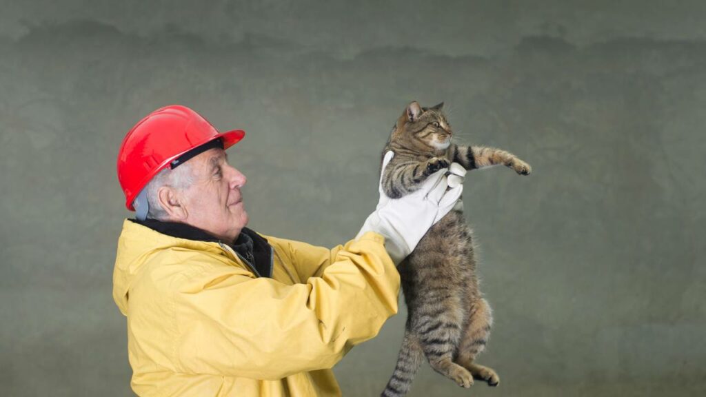 Bombeiro é acionado para salvar gato nas alturas e resgate tem desfecho é inacreditável