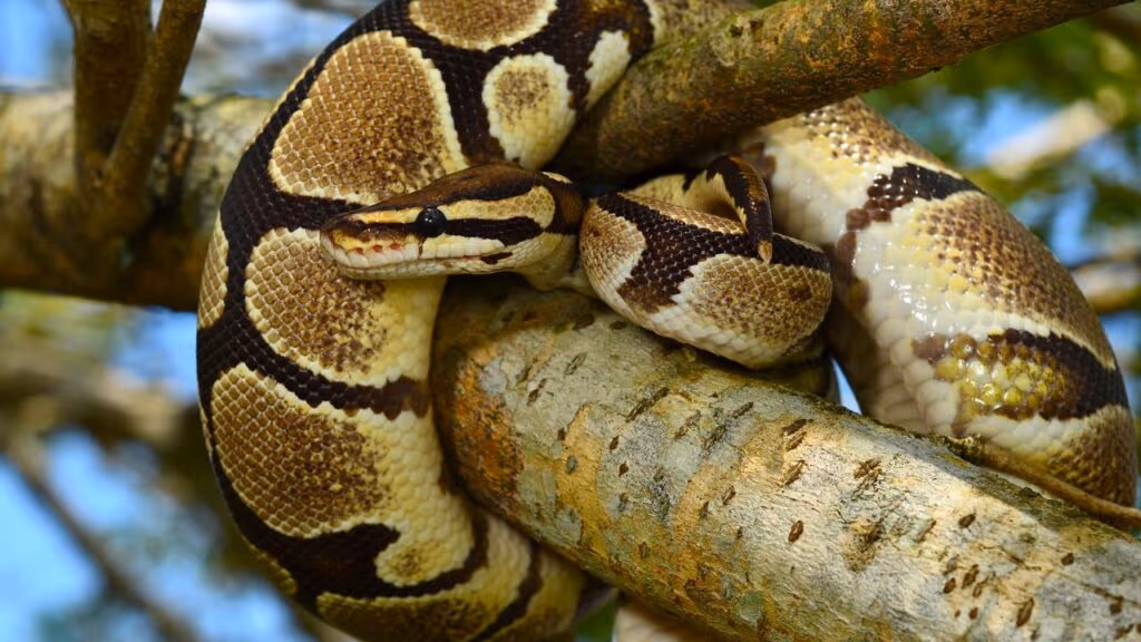 Garoto sobe em árvore para pegar píton gigante e aproveita para mandar um recado