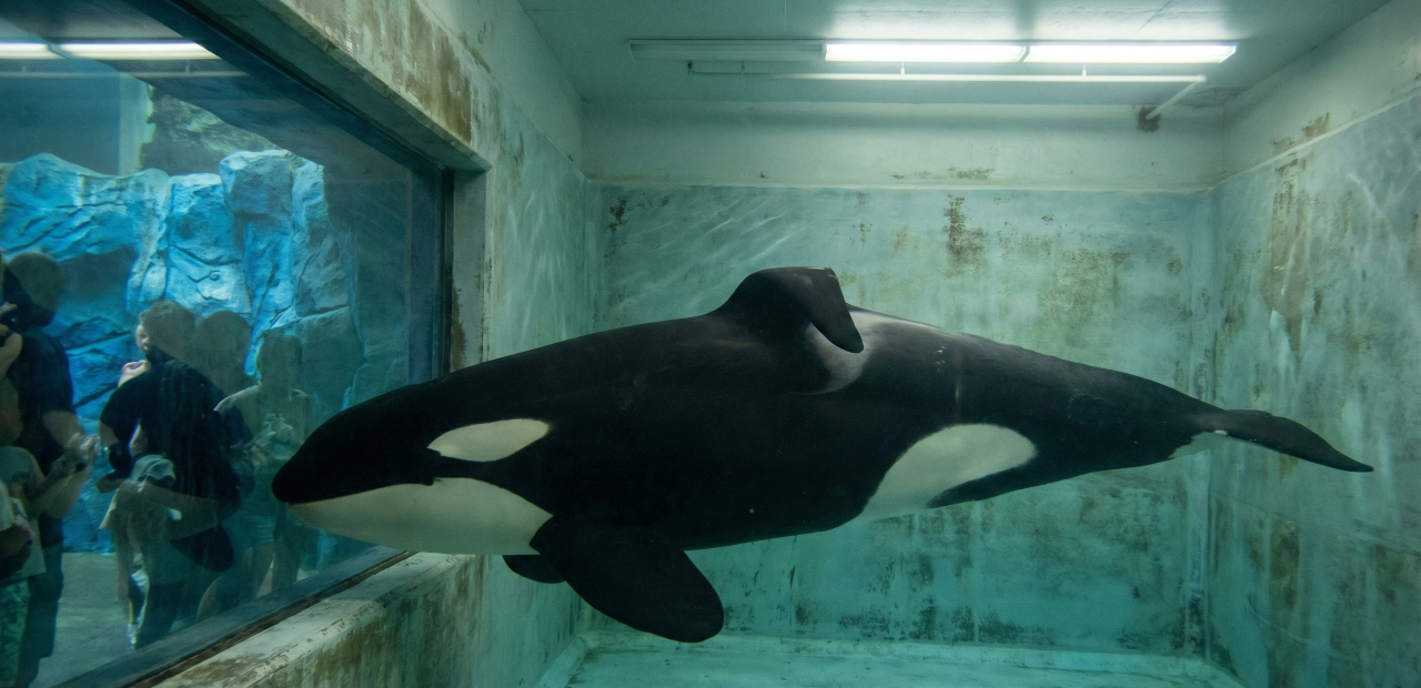 Orca mais solitária do mundo morre após 33 anos em cativeiro