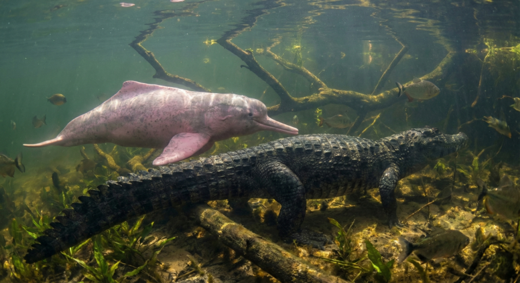 Boto-cor-de-rosa é flagrado importunando jacaré-açú gigante em rio amazônico