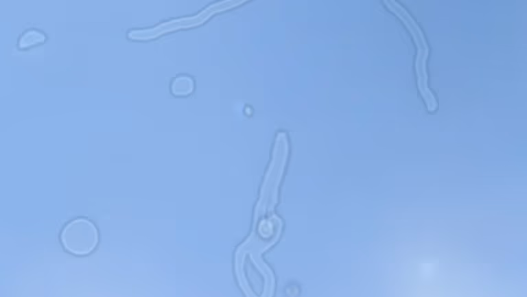 Imagem Item