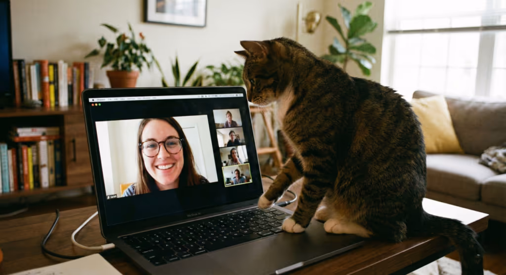 Gatos conseguem reconhecer seres humanos através de telas?