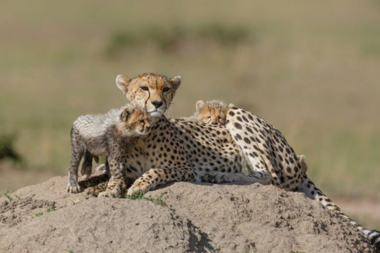 Animal terrestre mais rápido do mundo: 7 curiosidades sobre o guepardo 