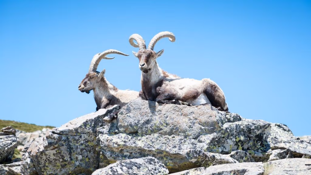 Conheça o único animal no mundo extinto duas vezes