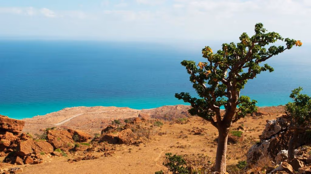 Ilha de Socotra: o lugar mais estranho do planeta que parece de outro mundo