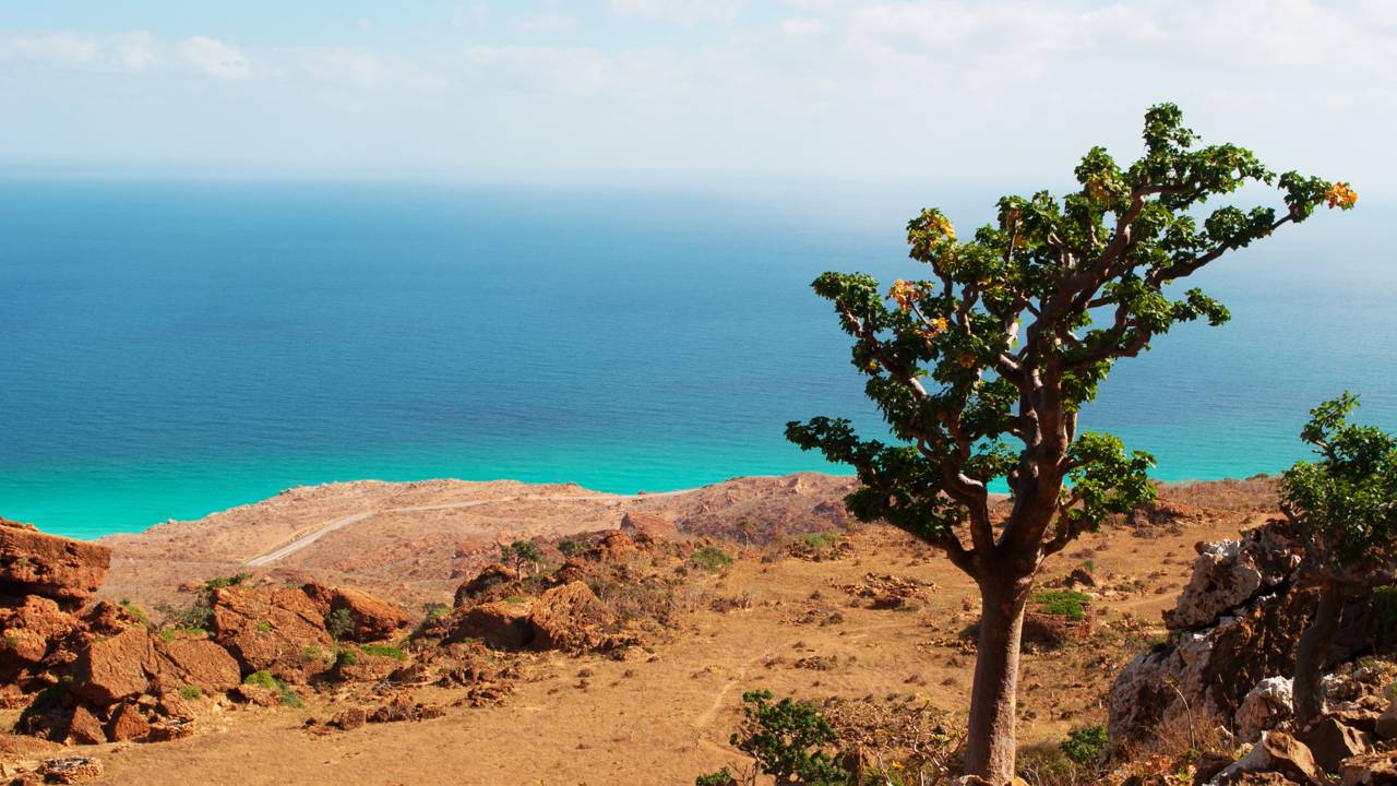 Ilha de Socotra: o lugar mais estranho do planeta que parece de outro mundo