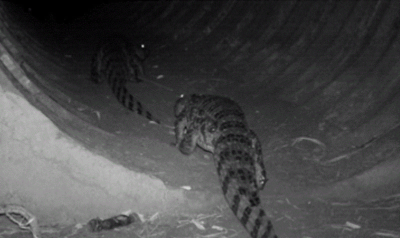 Jacarés são vistos adotando comportamento inédito durante passagem de fauna em rodovia no interior paulista