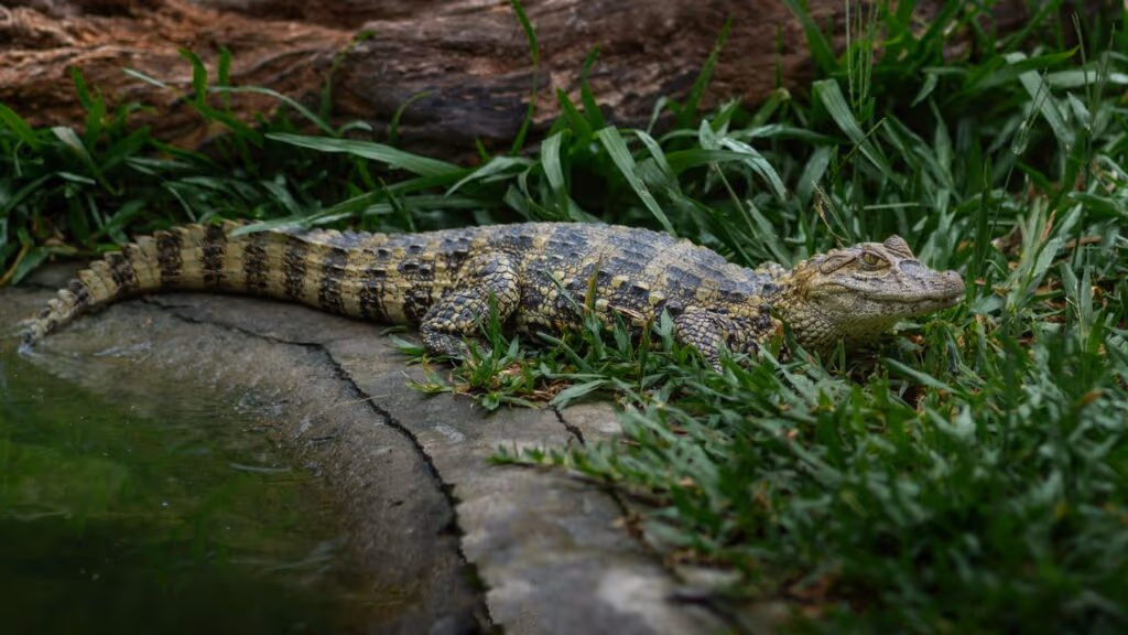 Jacarés são vistos adotando comportamento inédito durante passagem de fauna em rodovia no interior paulista