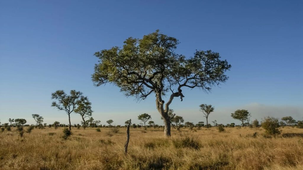 MP determina que fazendeiro recupere área desmatada de Cerrado