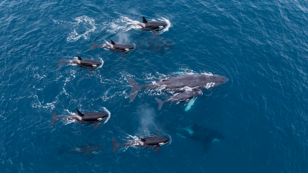 O estratégico ataque de orcas a um bebê baleia para afastá-lo de mãe