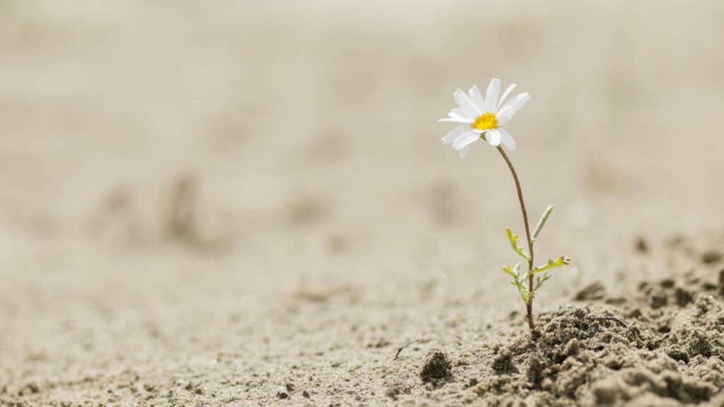 O que Viktor Frankl disse em 1946 virou exemplo de resiliência: “Quando não somos mais capazes de mudar uma situação, somos desafiados a mudar a nós mesmos”