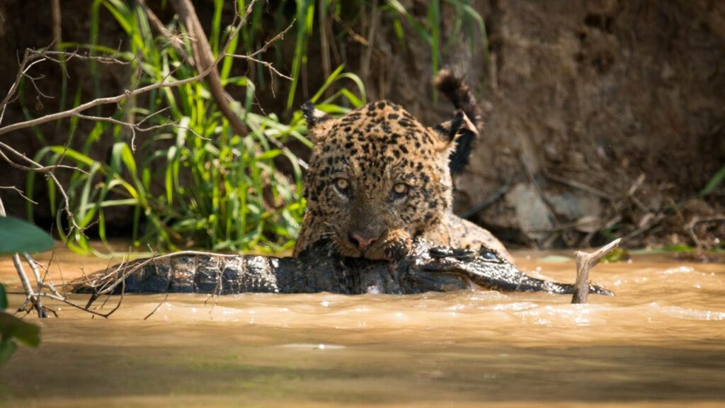 Onça-pintada arrasta jacaré de 2,4 m para fora da água com força fora do comum