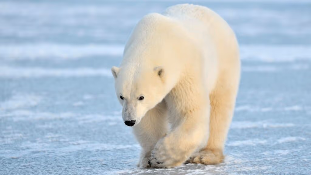 Urso polar é flagrado relaxando em ”piscina particular” de gelo