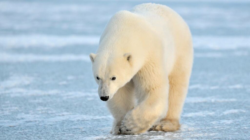 Urso polar é flagrado relaxando em ”piscina particular” de gelo