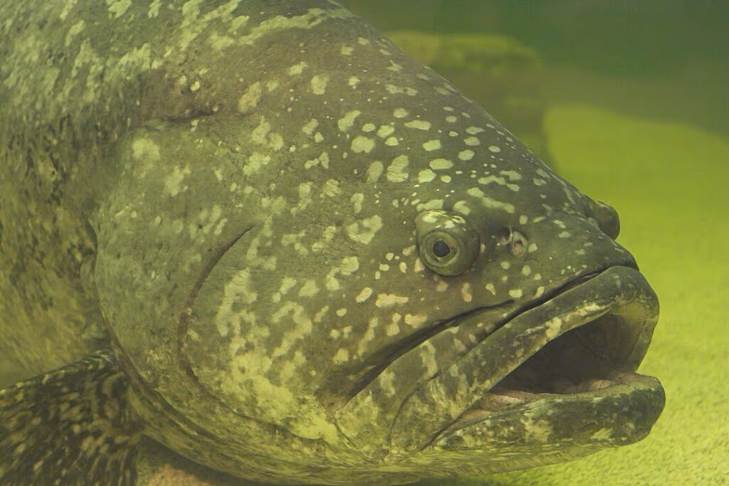 Peixe gigante tenta “atravessar” pescador e acaba se dando muito mal