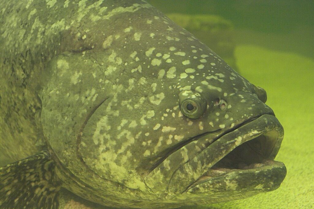 Peixe gigante tenta “atravessar” pescador e acaba se dando muito mal