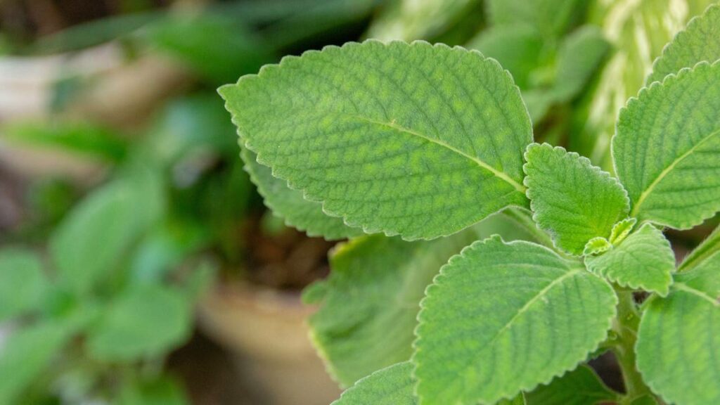 O boldo é muito famoso na fitoterapia - Créditos: depositphotos.com / brunomartins246