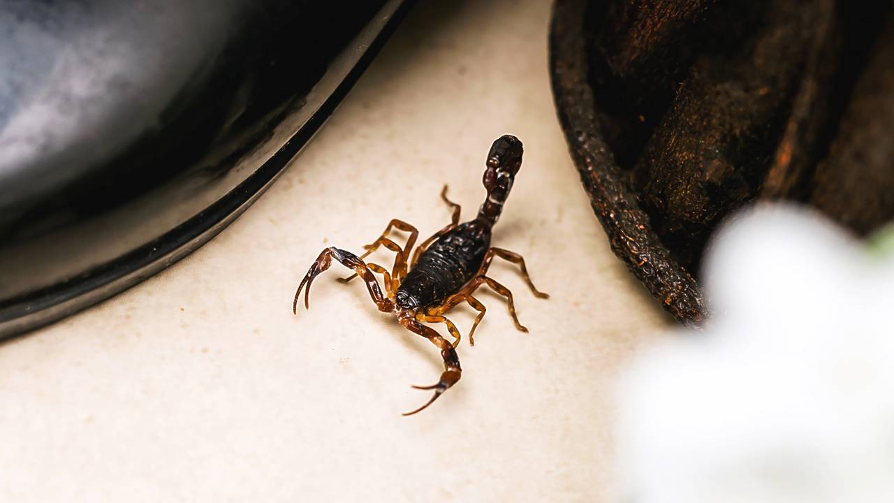 Picadas de escorpião Brasil enfrenta temperada mortal por picadas de escorpião em 2025 no Brasil