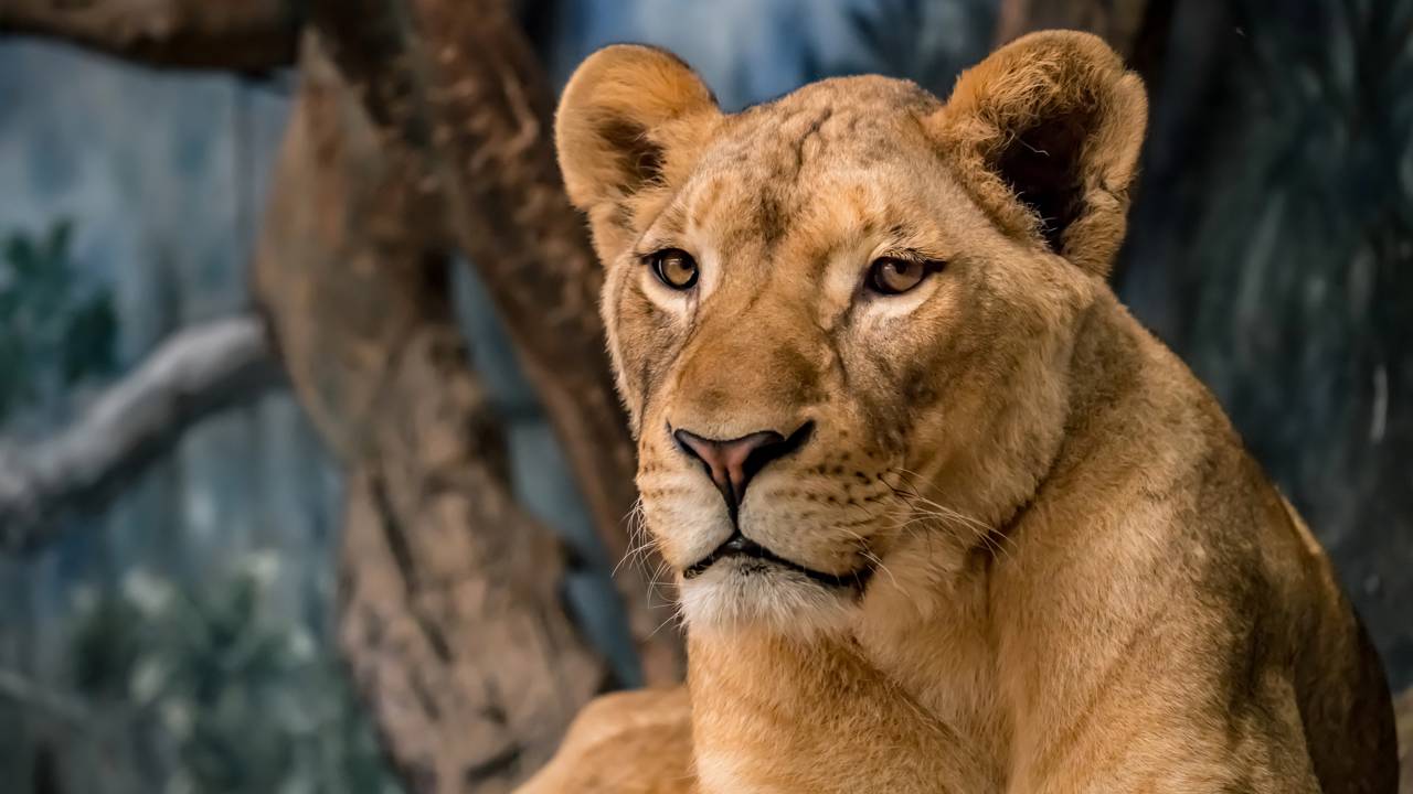 Quem era “Vaqueirinho”, o garoto que morreu após invadir jaula da leoa?
