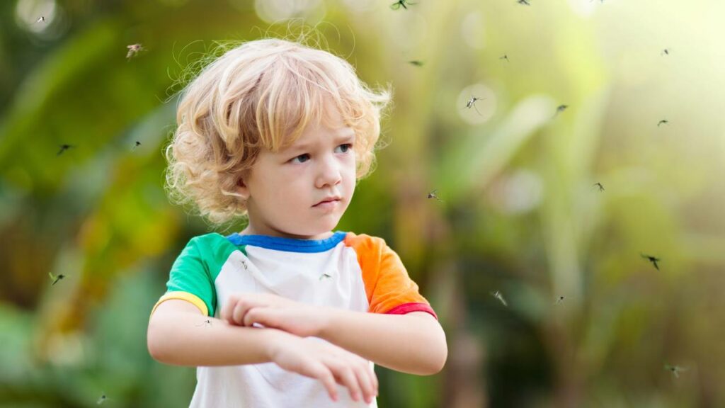 Sangue tipo O é um ímã para mosquitos aqui está o cheiro que os repele
