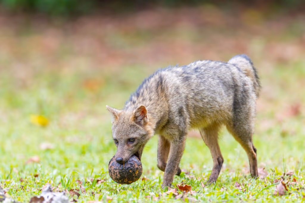 Cachorro-do-mato: conheça esse animal silvestre da América do Sul