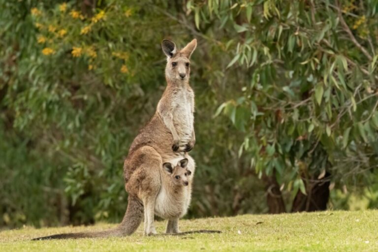 Cangurus: 7 curiosidades interessantes sobre esses animais