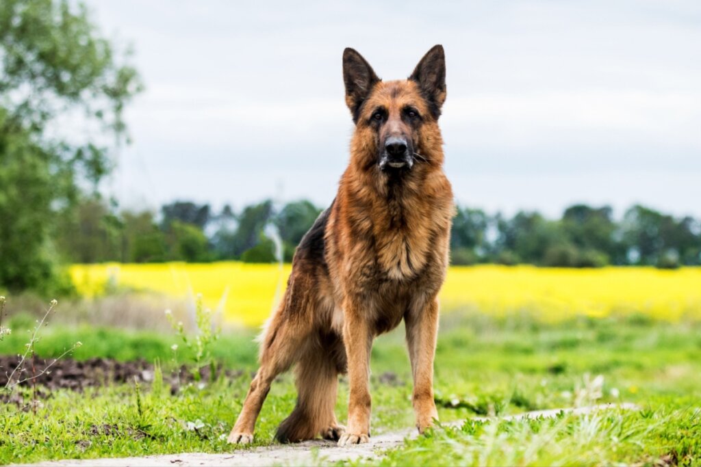 Cachorros de grande porte: 7 curiosidades que você precisa conhecer