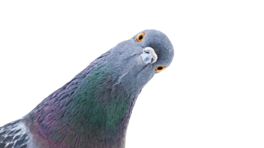 Sim, criação de pombo-correio ainda existe e está dando bastante dinheiro $$